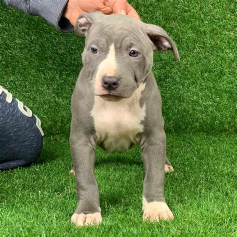 4 Tampa blue nose <b>pitbull</b> pups. . Pitbull for sale near me